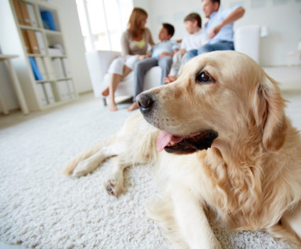 Dicas de higiene e limpeza para quem tem pets